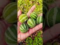 কি ফল বুঝলাম না #fruit #naturallifeb #naturalclips #satisfying #naturelife #plants #fruitcutting