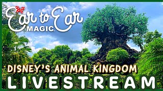 🔴 LIVE - Disney's Animal Kingdom - Walt Disney World Livestream 01.10.25