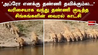 'அப்ரோ எனக்கு தண்ணி தவிக்கும்ல' வரிசையாக வந்து தண்ணி குடித்த சிங்கங்களின் வைரல் காட்சி | SathiyamTV