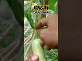 Jangan Salah | Tips Merawat Tanaman Labu Madu #tanaman #labumadu #butternutsquash #berkebun #pumpkin