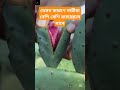 যেসব কারণে নারীরা বেশি বেশি জাহান্নামে যাবে fruit moreviews unfrezzmyaccount trending