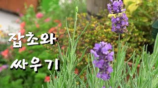 아이란Vlog #51 잡초와 전쟁 6월의 가드닝