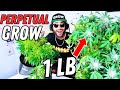 How I Harvest 1 Pound Each Month in a Perpetual Garden Setup | Seed to Harvest Series (Mars Hydro)