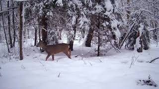 Stirnos. Išgyventi žiemą. / Roe deer. To survive the winter