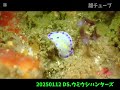 diving shopウミウシハンターズ 20250112① 城ヶ島水域のウミウシ