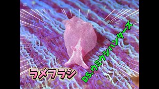 DIVING SHOPウミウシハンターズ 20250112① 城ヶ島水域のウミウシ