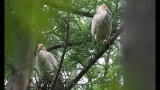 今年最後に巣立ったトキのひな