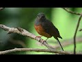 白腰鵲鴝每天唱歌給我聽4k the white rumped shama sings to me every day