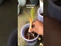 Tutorial membuat bonsai kelapa dengan cara sayat batang