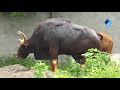 indian bison gaur calf birth in sakkarbaug सक्करबाग चिड़ियाघर में भारतीय बाइसन गौर बछड़े का जन्म