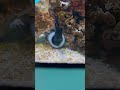 北海道　登別市　「登別マリンパークニクス」ハナヒゲウツボ ウツボ 魚 水族館 旅行 綺麗