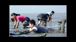 干潟に夏ガタ開き