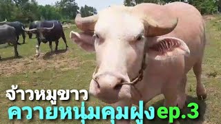 #หมูขาว.ลูกป๋ากล้วย.หนองบัว.🚩ทรัพย์เจริญศิริกิจ.🐃ThaiBuffaloFarm.