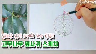 (스물두번째)[보태니컬아트] 그림 강좌 | 고무나무 잎사귀 스케치 입체감 있게 스케치 하는 방법!! *그림정원*