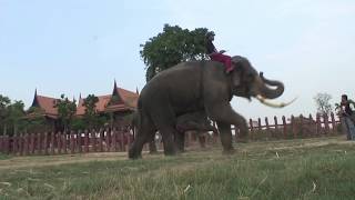 ～象さんぽ～象と象使い　タイ アユタヤ象村　象戦闘トレーニング　Elephant Village　Elephant trainer, battle training