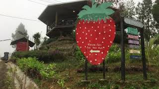 Tempat Menarik Di Mesilau, Kundasang