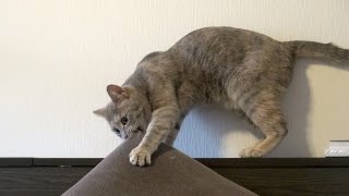 ネコ vs テンピュール - Cat vs Pillow -