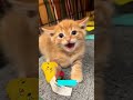 funny cats 2025 😻 cats being cats 😸 funnycats episode 7479