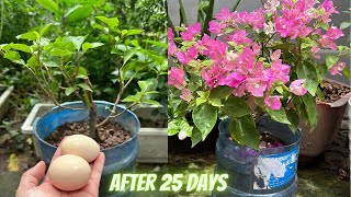 The effect of eggs when Bury the Bougainvillea pot