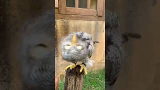 Lucunya burung hantu #owl #burunghantu #birds