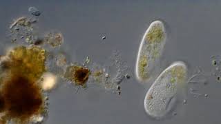 Paramecium sp. Feeding