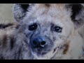 kamalanda hyena