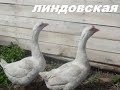 Лучшие гуси в домашнем хозяйстве