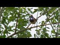 a bluethroat luscinia svecica cyanecula song in may