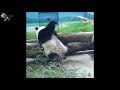 20201115 圓仔有副好腰，下腰取竹 the giant panda yuan zai