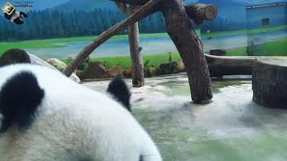 20201115 圓仔有副好腰，下腰取竹 The Giant Panda Yuan Zai