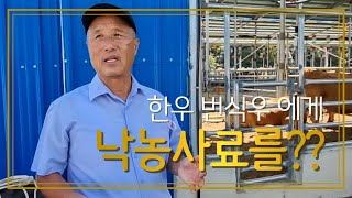 한우농장에 낙농사료를 먹이는 고흥 박태화 한우명인 전국한우능력평가대회 대통령상수상농가 견학