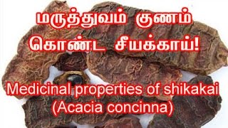 மருத்துவம் குணம் கொண்ட சீயக்காய் | Medicinal properties of shikakai (Acacia concinna)