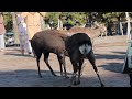 奈良公園で外国人観光客をもてなすシカ部メンバー。頭突き、スリスリ、カミカミ、作戦🤣