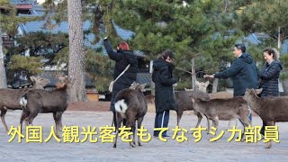 奈良公園で外国人観光客をもてなすシカ部メンバー。頭突き、スリスリ、カミカミ、作戦🤣