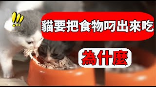 貓為什麼喜歡把食物叼出碗外？5個原因揭密怪癖！【養貓迷思EP31】