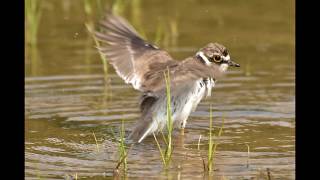 コチドリの出撃　Little Ringed Plover