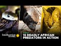 15 Deadly African Predators in Action 🦁 Smithsonian Channel