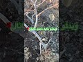 تغییر پیوند درخت پسته کله قوچی وپیوندخواب پسته pistachio آموزش امید کشاورزی پیوند ثروت