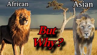 Why African lions are larger and Asian lion are smaller !!