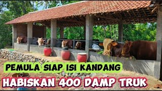 Rekor kandang sapi pemula menghabiskan biaya yang sangat fantastis 🔥🔥🔥