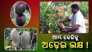 ଆରେ ଇଏ କଣ ସ୍ୱର୍ଗର ଆମ୍ବ କି ? ଓଡିଶାର ପଦ୍ମପୁର ମାଟିରେ ଫଳିଛି ଜାପାନୀ ଆମ୍ବ, ଯାହାର ଦାମ୍ ଲକ୍ଷ ଲକ୍ଷ