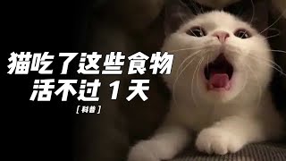 猫咪千万别吃的11种食物，吃了活不过24小时