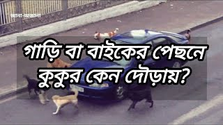 কুকুর গাড়ি বা বাইকের পিছনে কেন দৌড়ায়?জানা-অজানা!