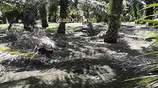 Aksi pikat ayam hutan terbaik.. king Tapau minit⚡⚡⚡⚡