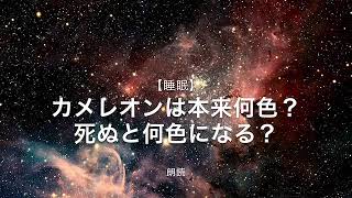 【朗読・雑学】カメレオンは本来何色？死んでしまうと何色になる？