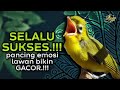 Masteran Kecial Kuning SELALU SUKSES Pancing Emosi Lawan Bikin Cepat GACOR‼️| PEPADU KECIAL