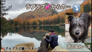 【穴場ハイク】やんちゃが過ぎる愛犬と最後はどしゃ降りにやられるスイスアルプスの1日