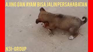 ANJING SAUDARA AYAM(@YANHARIS BANGSAWAN SH