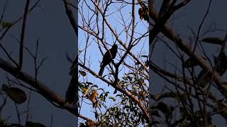 សត្វតាវ៉ៅ Asian koel