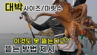 돌 문어 이것도 못 뜯어?  잘 꼬시는 액션과 띁는방법 영상 확인. 문어낚시 필독